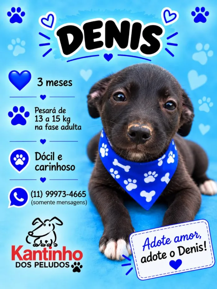 Cachorro raça SRD-ViraLata idade 2 a 6 meses nome Denis