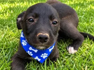 Cachorro raça SRD-ViraLata idade 2 a 6 meses nome Denis