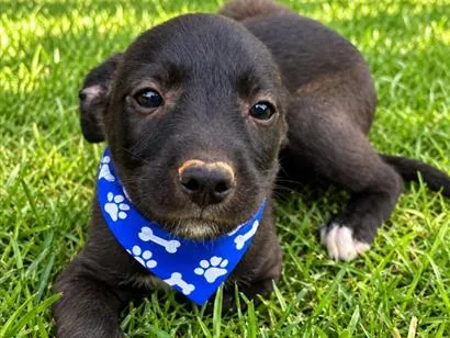 Cachorro raça SRD-ViraLata idade 2 a 6 meses nome Denis