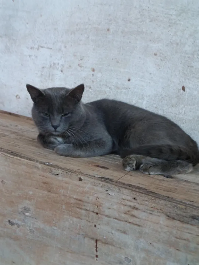 Gato raça SRD-ViraLata idade 2 anos nome Farinha