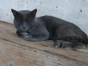 Gato raça SRD-ViraLata idade 2 anos nome Farinha