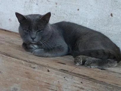 Gato raça SRD-ViraLata idade 2 anos nome Farinha