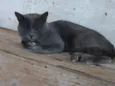 Farinha