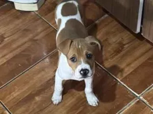 Cachorro raça SRD-ViraLata idade 2 a 6 meses nome Paçoca