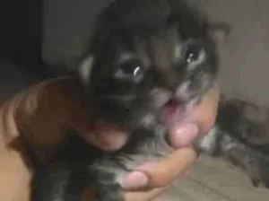 Gato raça SRD-ViraLata idade Abaixo de 2 meses nome Flash