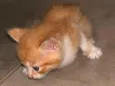 Ainda não tem nome