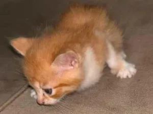 Gato raça SRD-ViraLata idade Abaixo de 2 meses nome Ainda não tem nome