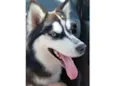 apolo