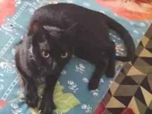 Gato raça SRD-ViraLata idade 6 ou mais anos nome Falar com Wendel - Whats 11 94067-4367