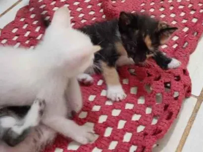 Gato raça SRD-ViraLata idade 2 a 6 meses nome Não possuem nomes ainda 