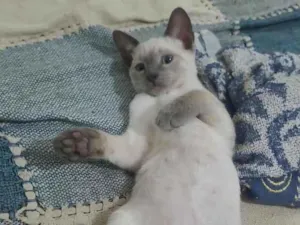 Gato raça Siamês idade 2 a 6 meses nome xanim