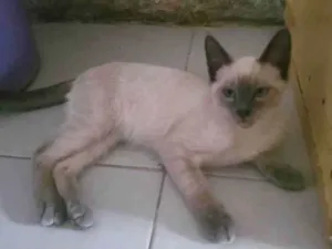 Gato raça Siamês idade 2 a 6 meses nome vesguin