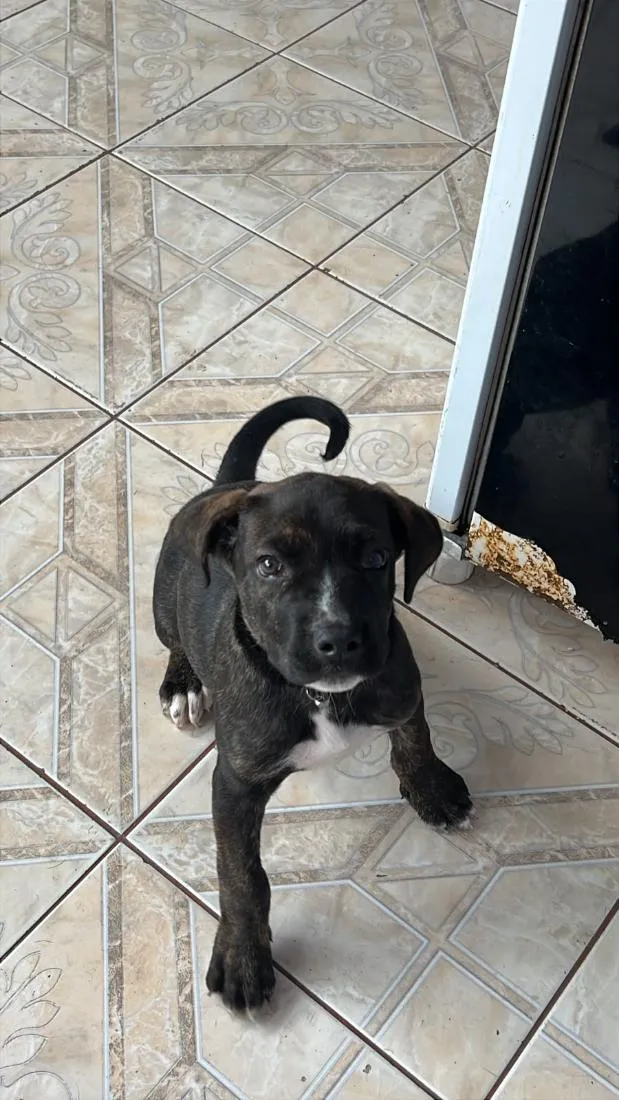 Cachorro raça SRD-ViraLata idade 2 a 6 meses nome Rauf