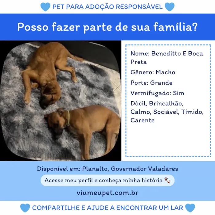 Cachorro raça SRD-ViraLata idade 2 anos nome Benedito e Boca Preta