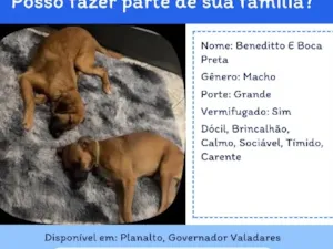 Cachorro raça SRD-ViraLata idade 2 anos nome Benedito e Boca Preta