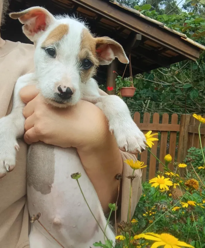 Cachorro raça SRD-ViraLata idade 2 a 6 meses nome Zé 