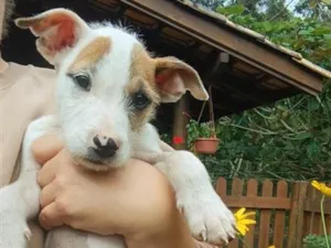 Cachorro raça SRD-ViraLata idade 2 a 6 meses nome Zé 