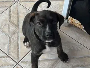 Cachorro raça SRD-ViraLata idade 2 a 6 meses nome Rauf