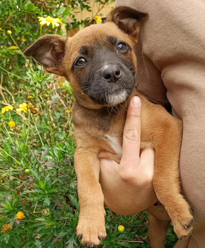 Cachorro raça SRD-ViraLata idade 2 a 6 meses nome Juju