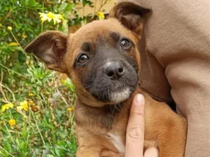 Cachorro raça SRD-ViraLata idade 2 a 6 meses nome Juju