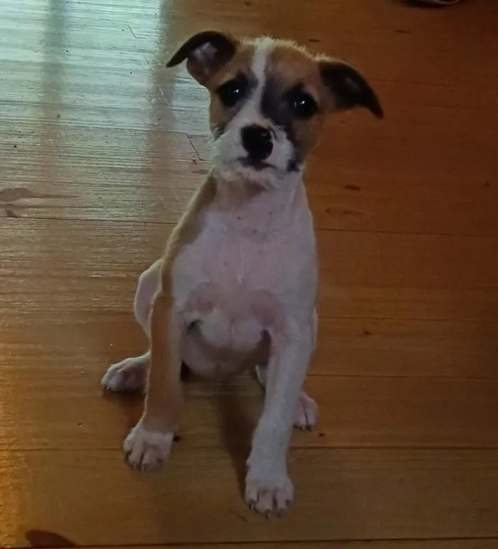 Cachorro raça SRD-ViraLata idade 2 a 6 meses nome Nina 