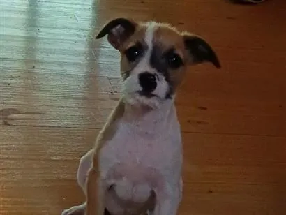 Cachorro raça SRD-ViraLata idade 2 a 6 meses nome Nina 