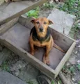 Nhoque