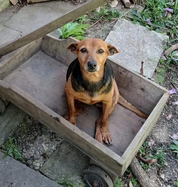 Cachorro raça SRD-ViraLata idade 4 anos nome Nhoque