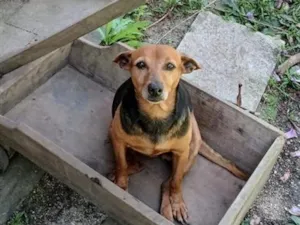 Cachorro raça SRD-ViraLata idade 4 anos nome Nhoque