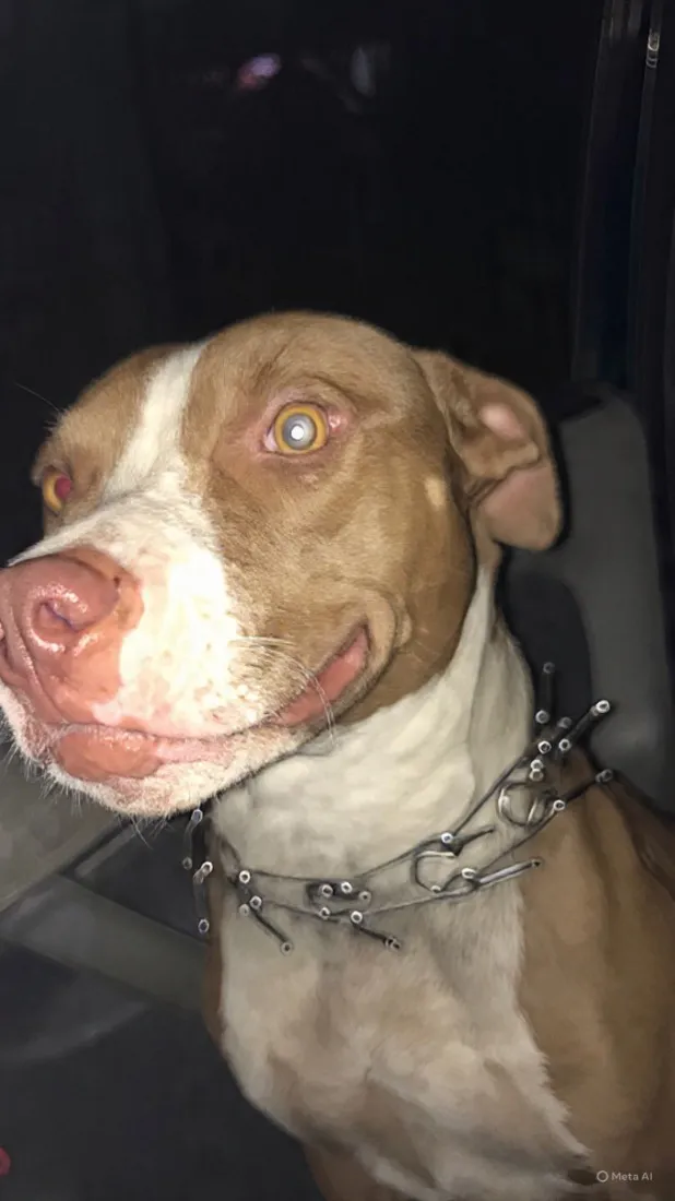 Cachorro raça Pit-Bull idade 1 ano nome Safira 