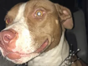 Cachorro raça Pit-Bull idade 1 ano nome Safira 