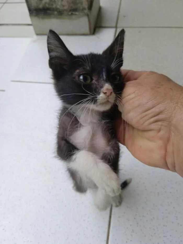 Gato raça Siamês idade 2 a 6 meses nome frajola