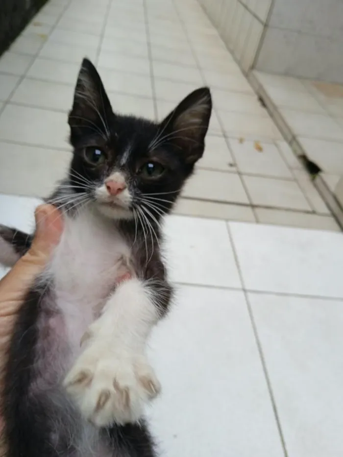 Gato raça Siamês idade 2 a 6 meses nome frajola
