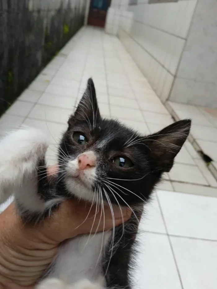 Gato raça Siamês idade 2 a 6 meses nome frajola