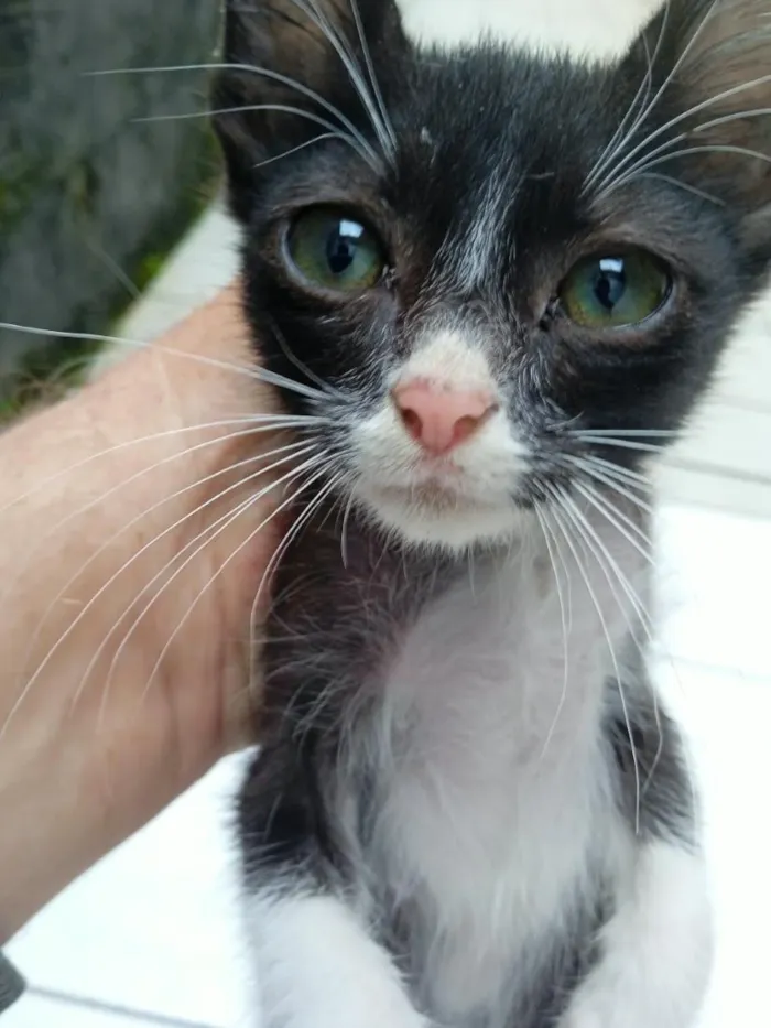Gato raça Siamês idade 2 a 6 meses nome frajola