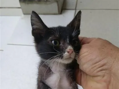 Gato raça Siamês idade 2 a 6 meses nome frajola
