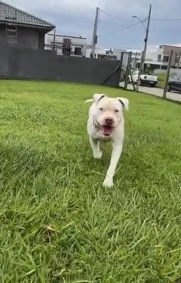 Cachorro raça Pit-Bull idade 4 anos nome Red