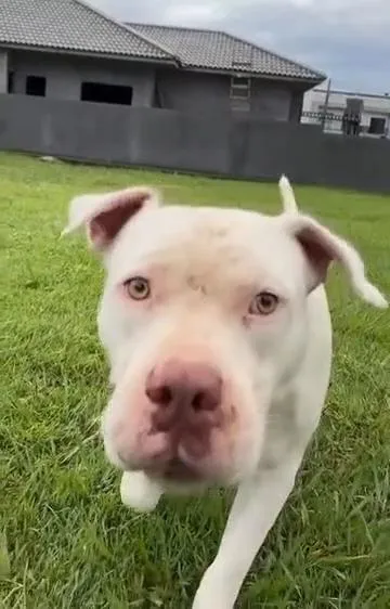 Cachorro raça Pit-Bull idade 4 anos nome Red