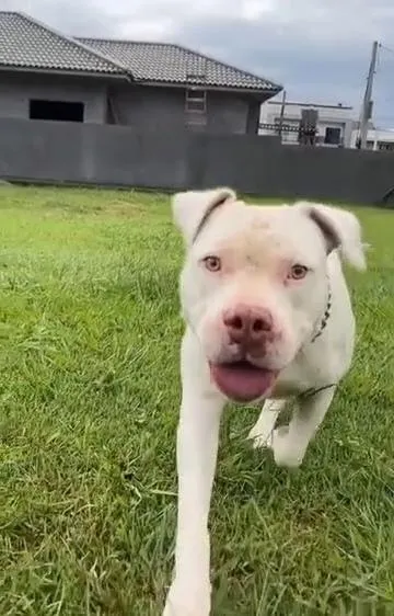 Cachorro raça Pit-Bull idade 4 anos nome Red
