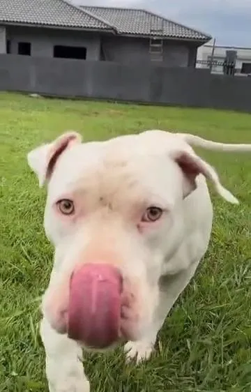 Cachorro raça Pit-Bull idade 4 anos nome Red