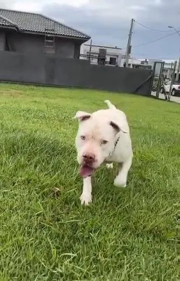 Cachorro raça Pit-Bull idade 4 anos nome Red