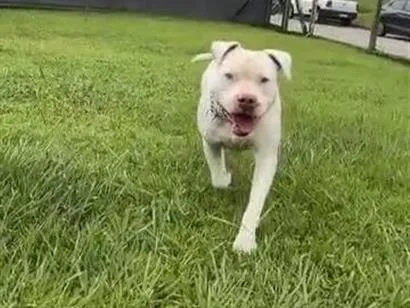 Cachorro raça Pit-Bull idade 4 anos nome Red