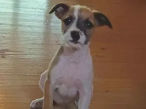 Cachorro raça SRD-ViraLata idade 2 a 6 meses nome Nina 