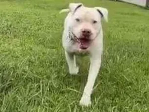 Cachorro raça Pit-Bull idade 4 anos nome Red