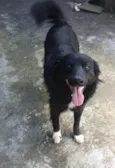 Gordão