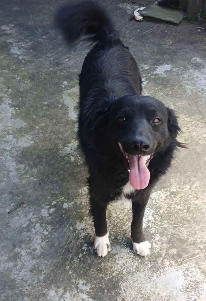 Cachorro raça SRD-ViraLata idade 2 anos nome Gordão