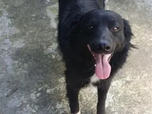 Cachorro raça SRD-ViraLata idade 2 anos nome Gordão