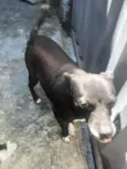 Laila