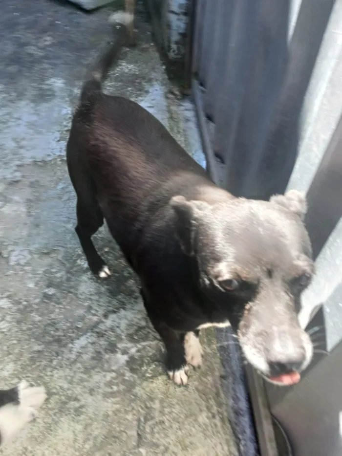 Cachorro raça SRD-ViraLata idade 6 ou mais anos nome Laila