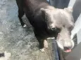 Laila